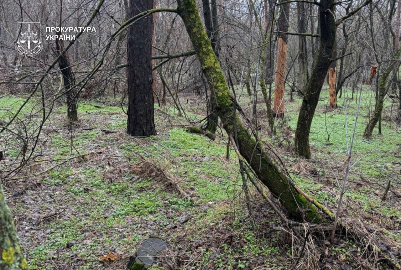 Територія лісу, де незаконно рубали дерева