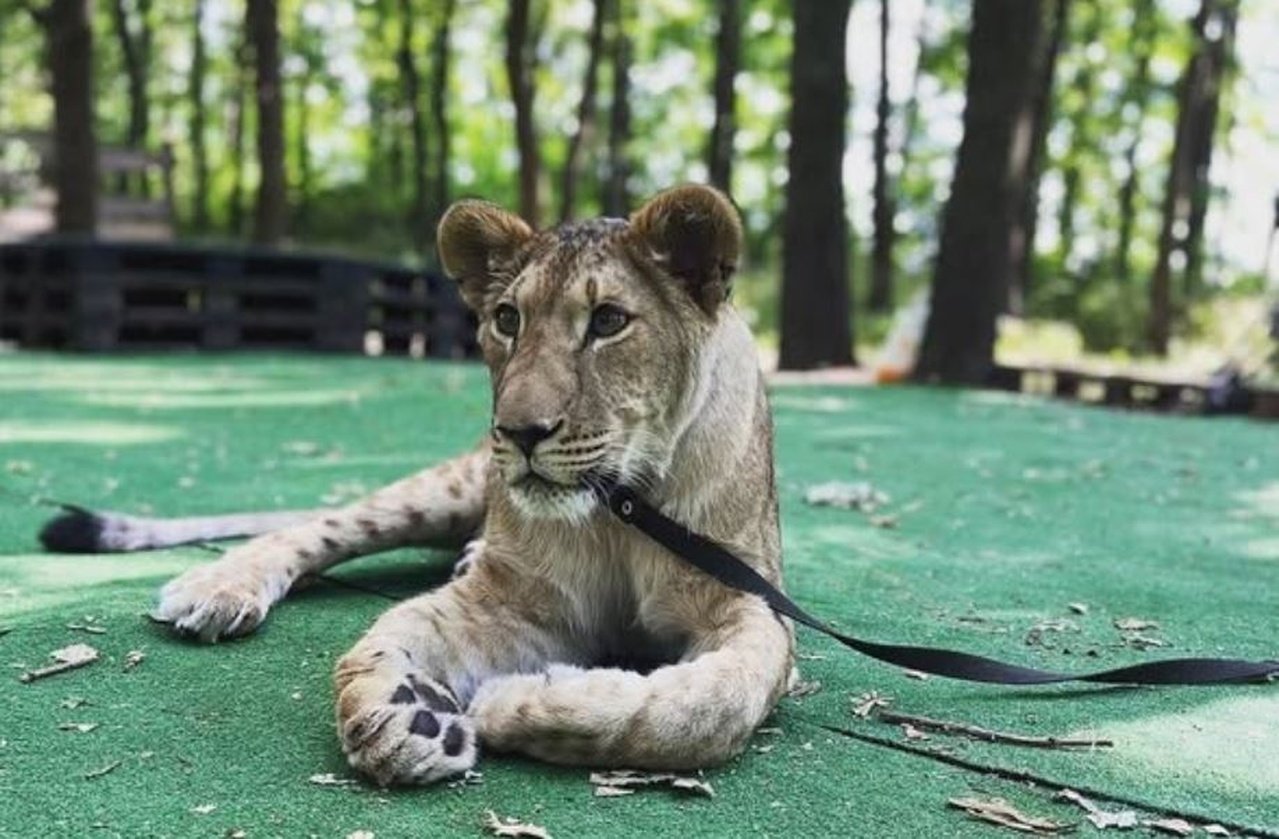 Левиця Еліна з Кривого Рогу