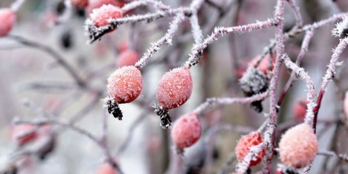 Погода 17 января в Днепре: от облаков до мороза