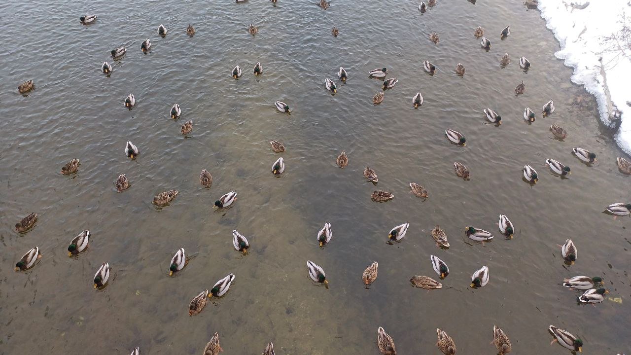 У Дніпрі на Перемозі біля берега зібралися декілька сотень качок: що відбувається