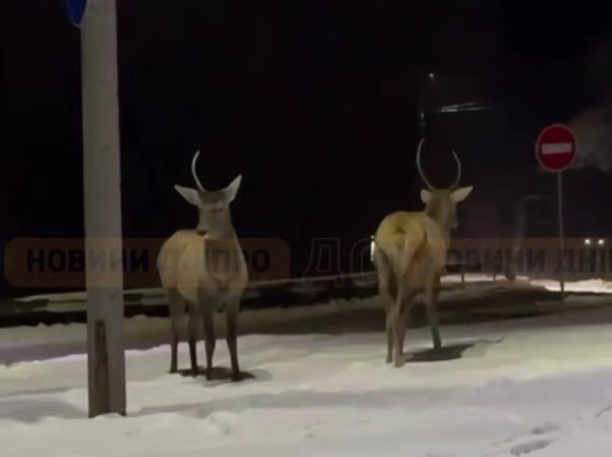 Редкие гости: по улицам Павлограда вечером разгуливали олени
