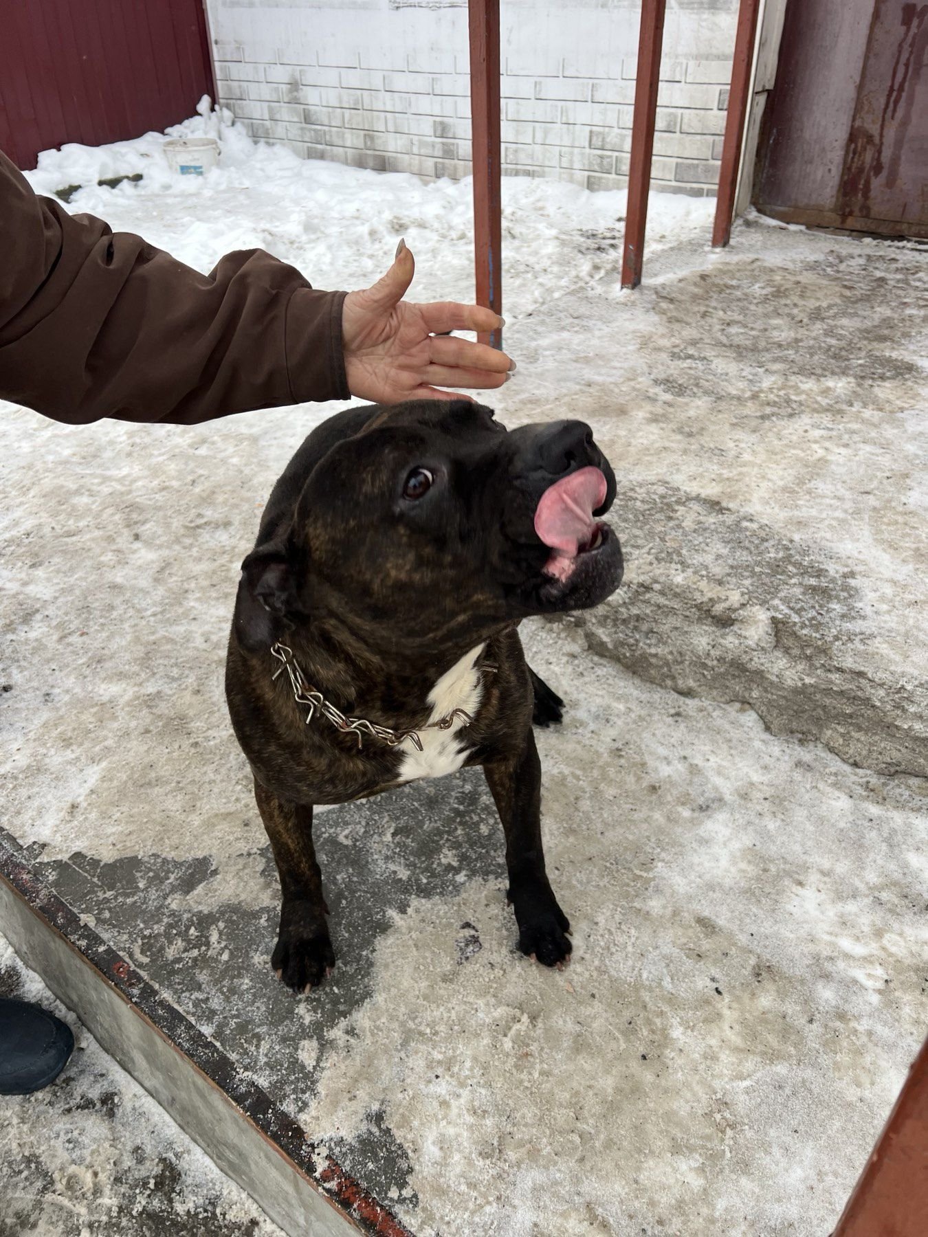 В Днепре собака потерялась после взрывов и сама отправилась в путешествие на электричке