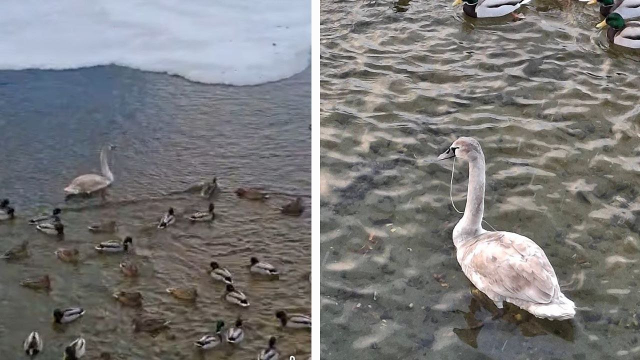 Лебедь нуждается в помощи в Днепре