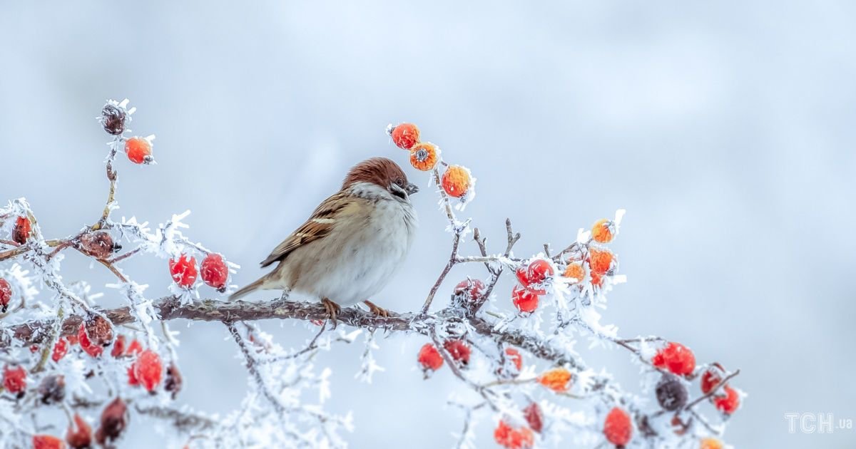 Мороз не відступає: якою буде погода у Дніпрі 4 лютого