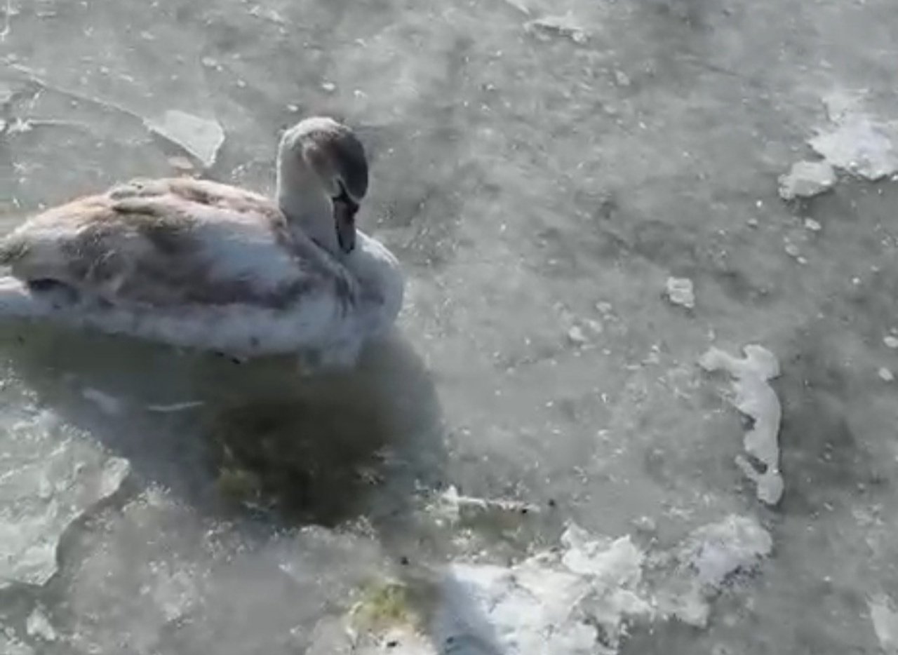 Лебідь примерз до річки 