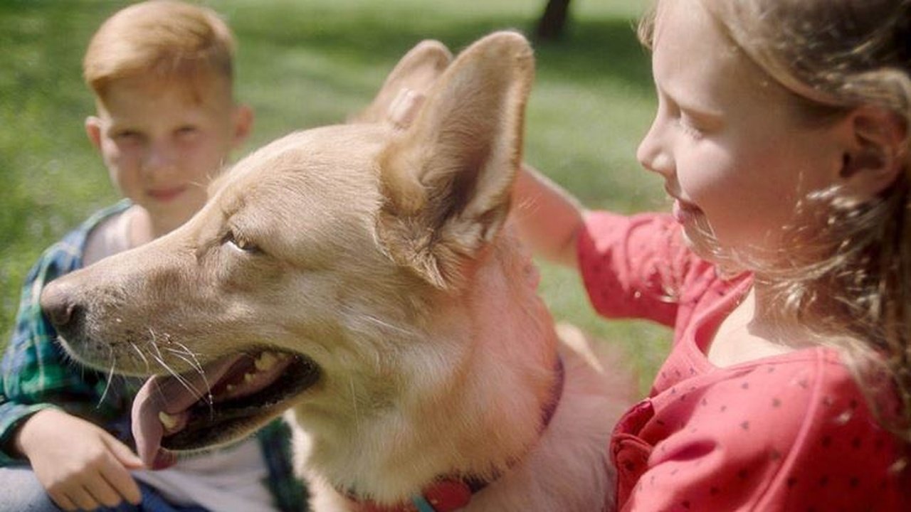 Як Purina змінює життя тварин в Україні: догляд, здоров’я та соціальні ініціативи