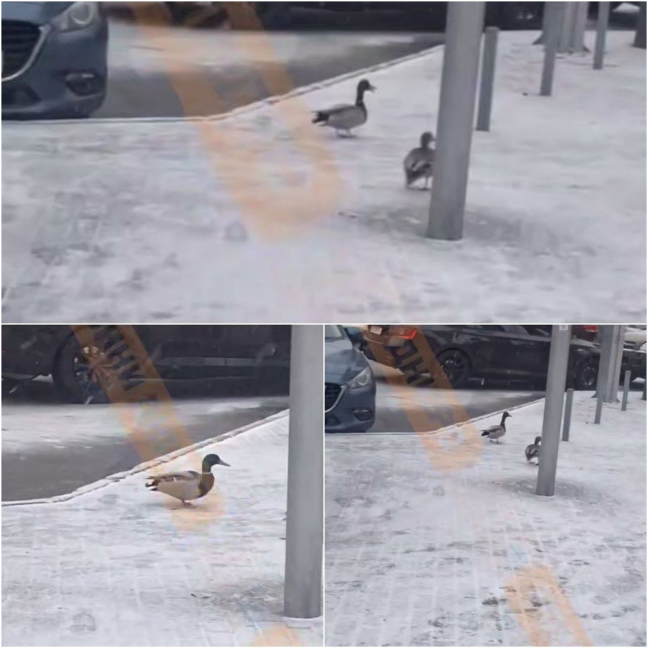 В Днепре утки вышли на прогулку по городу