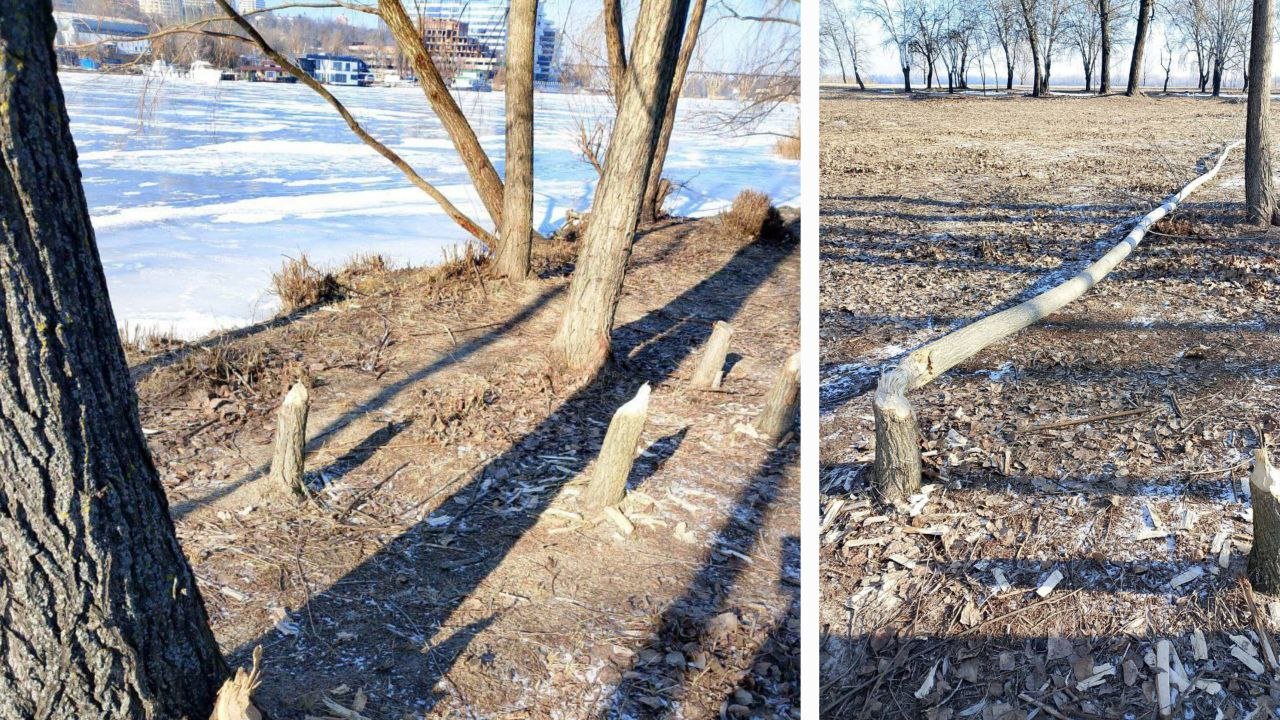 Погризені бобрами дерева