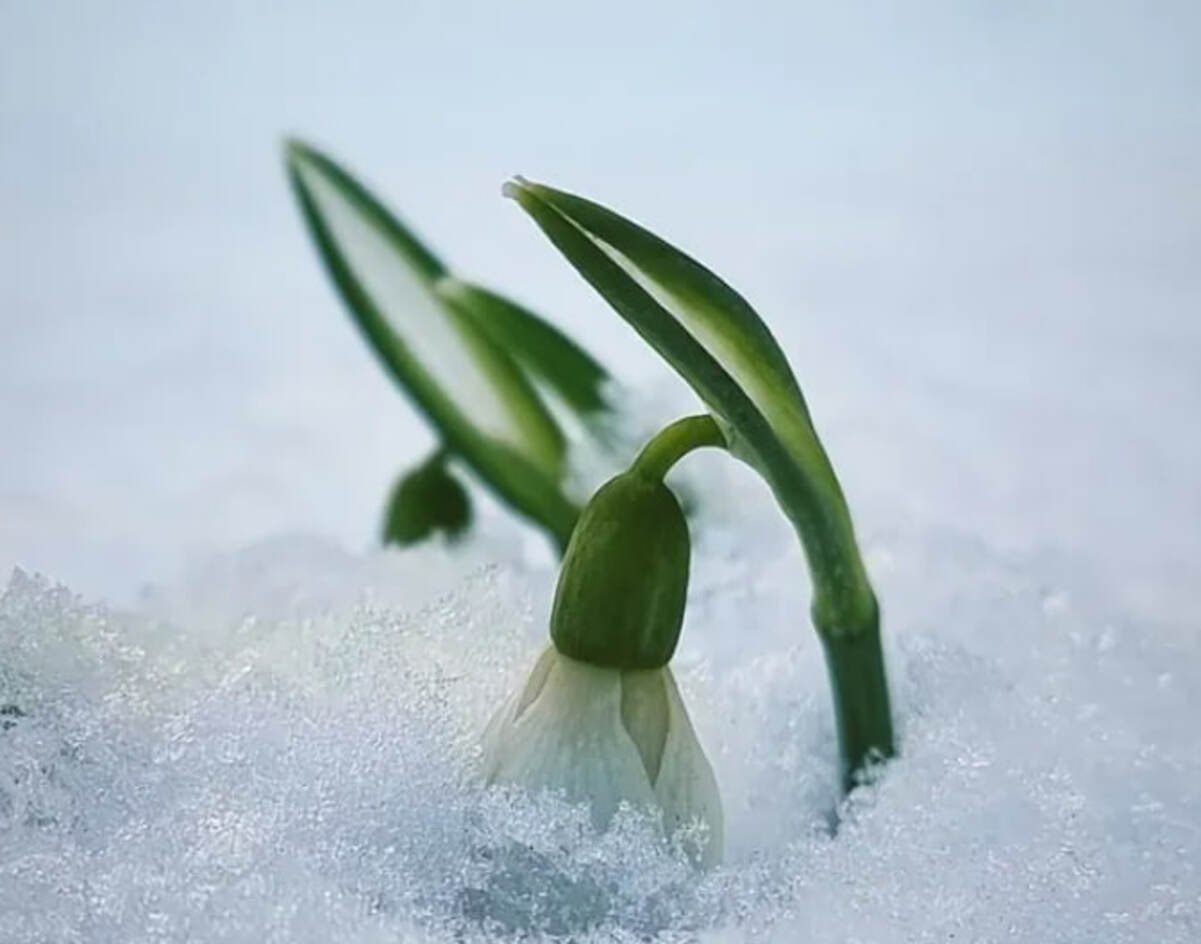 У Дніпрі попри люті морози розквітнули перші підсніжники: фото
