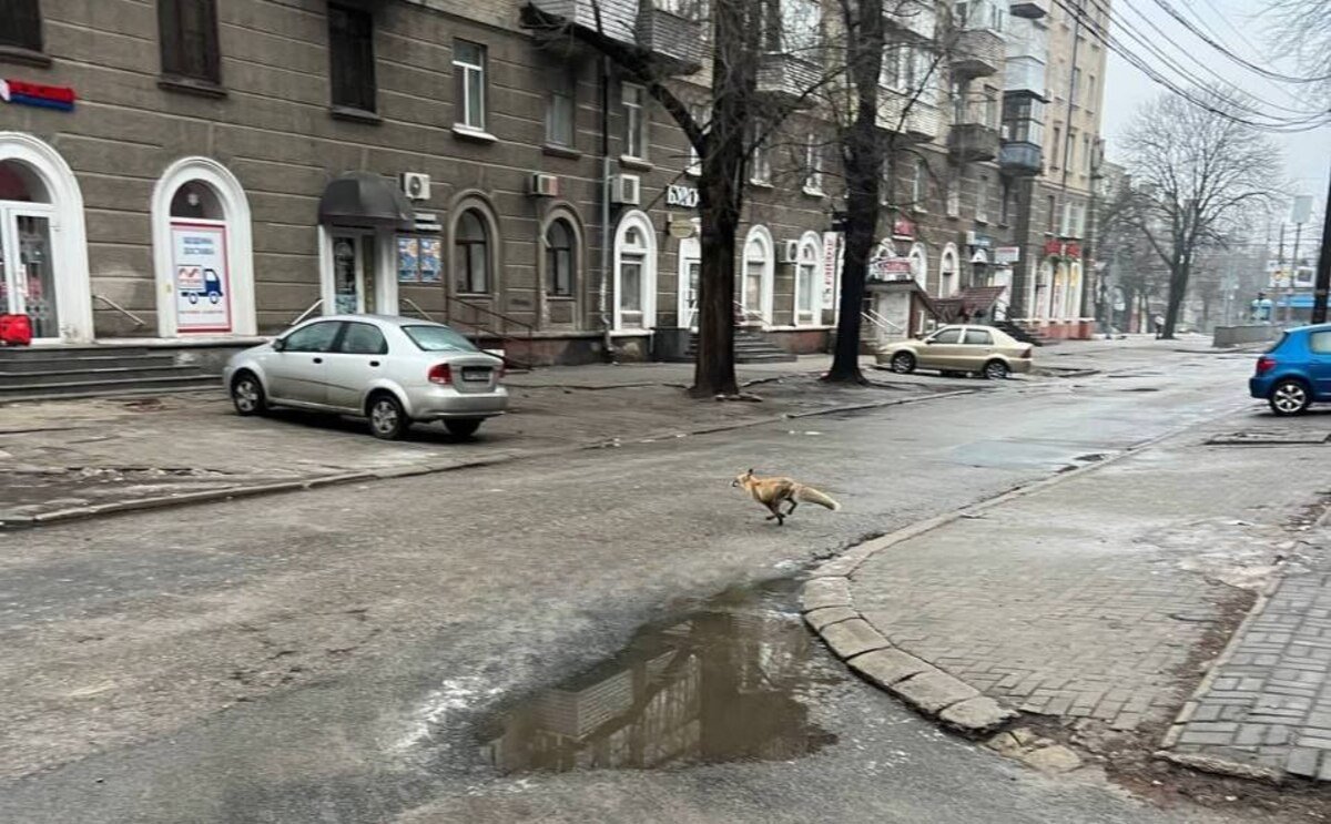 У Дніпрі помітили дику лисицю, яка шукала їжу