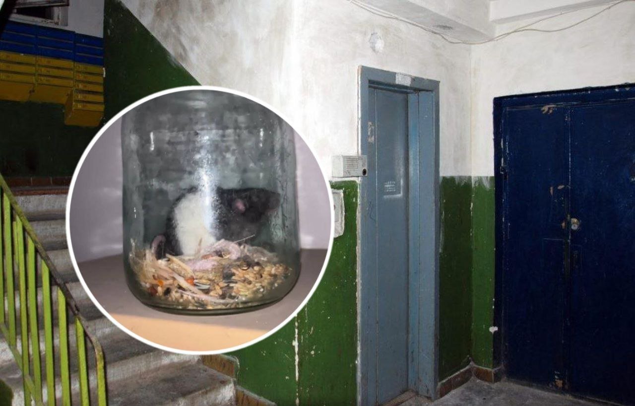 Декоративного щура залишили в під'їзді