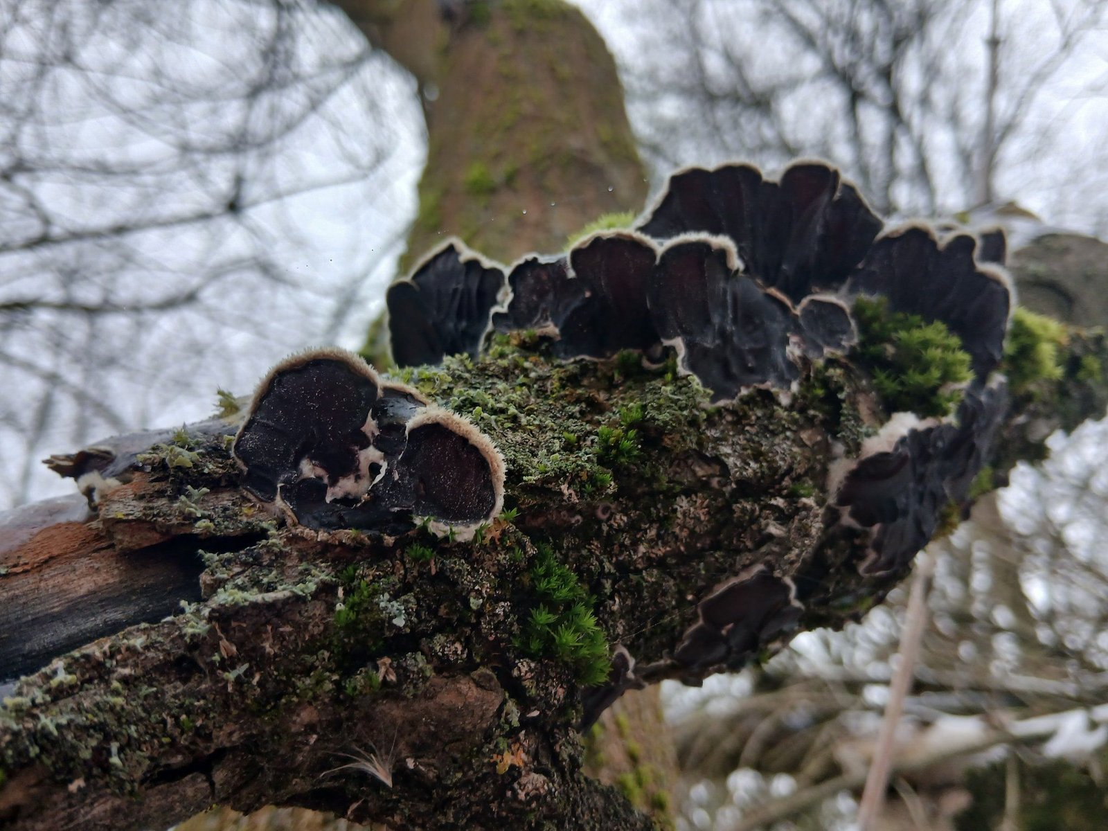 Съедобные "ушки": в лесу близ Каменского нашли удивительный гриб