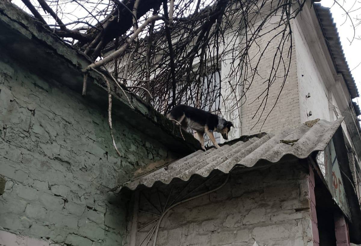 собака на крыше в Каменском