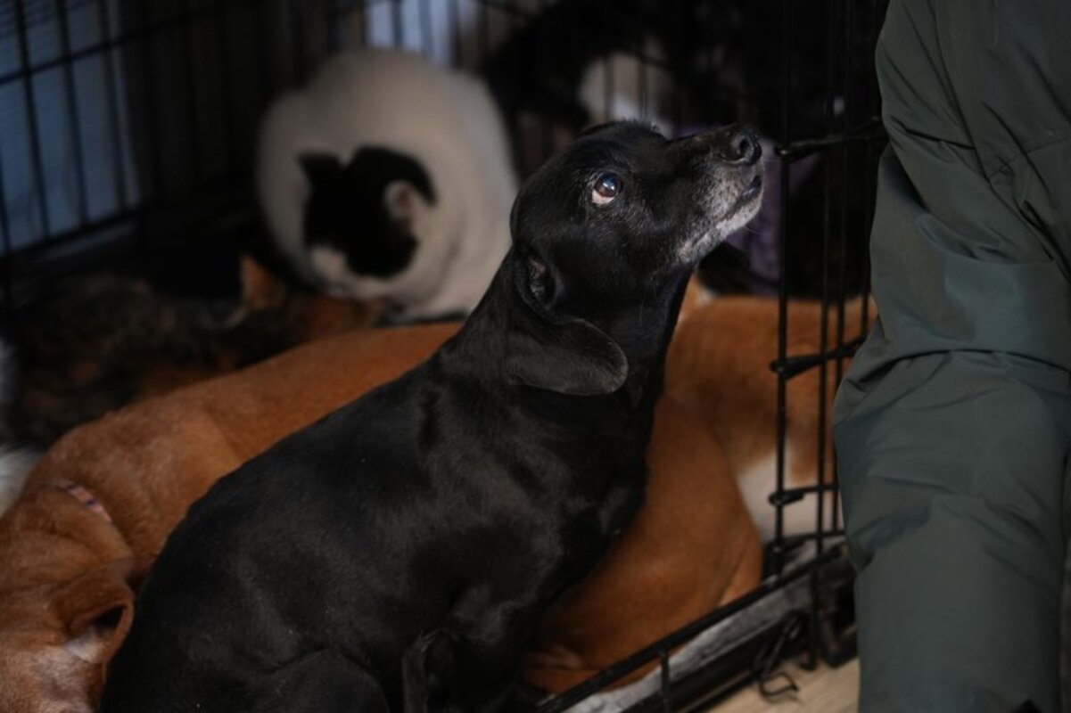 Виживали на морозі у полі та без їжі: у Дніпрі рятують такс із зон бойових дій, яких покинули власники 