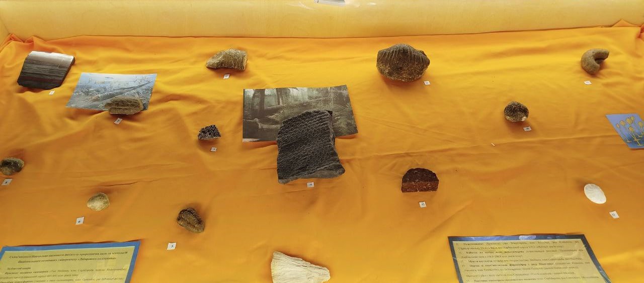 В музее Днепра появились уникальные окаменелости в возрасте до 540 млн. лет