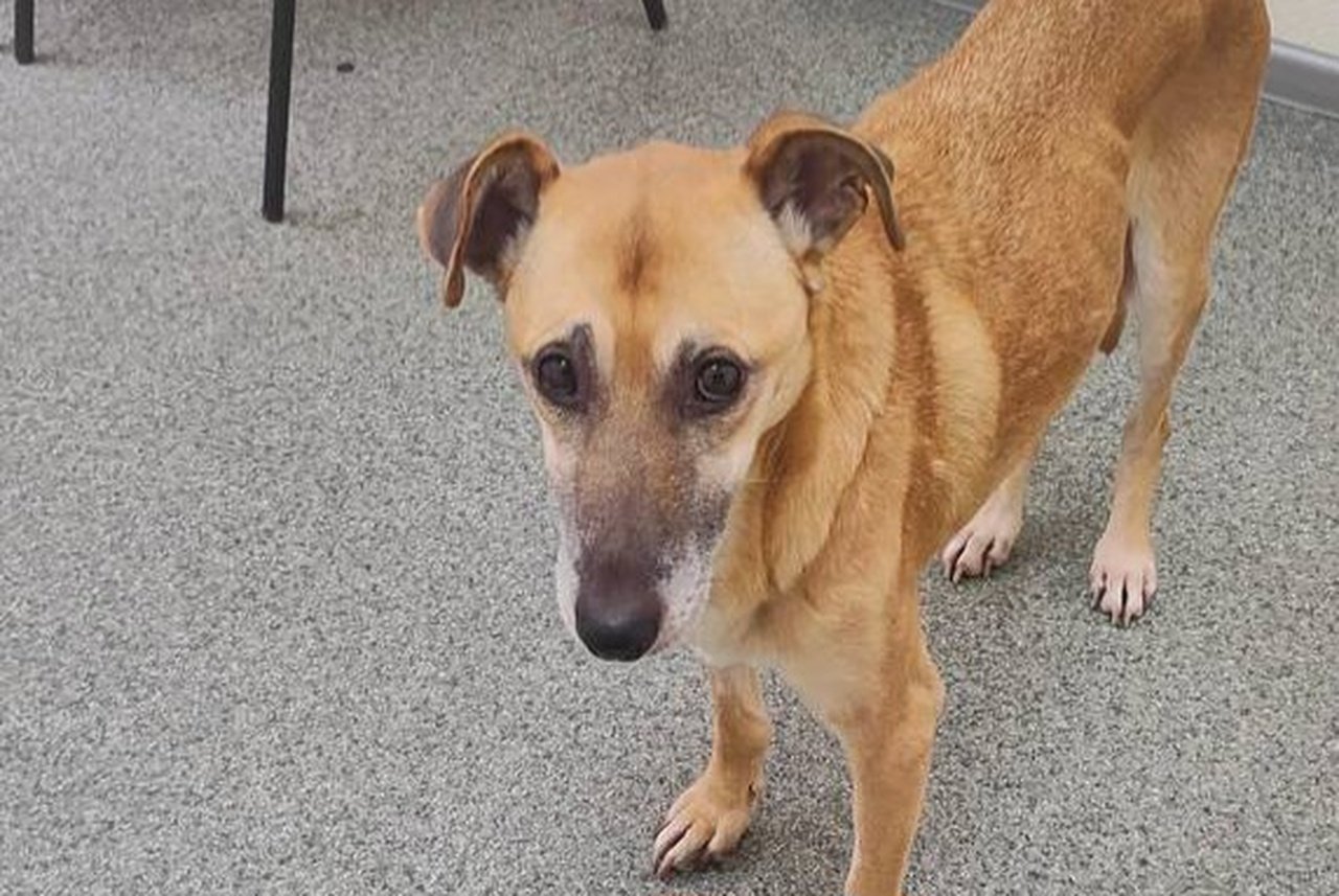 Собака яка загубилася 