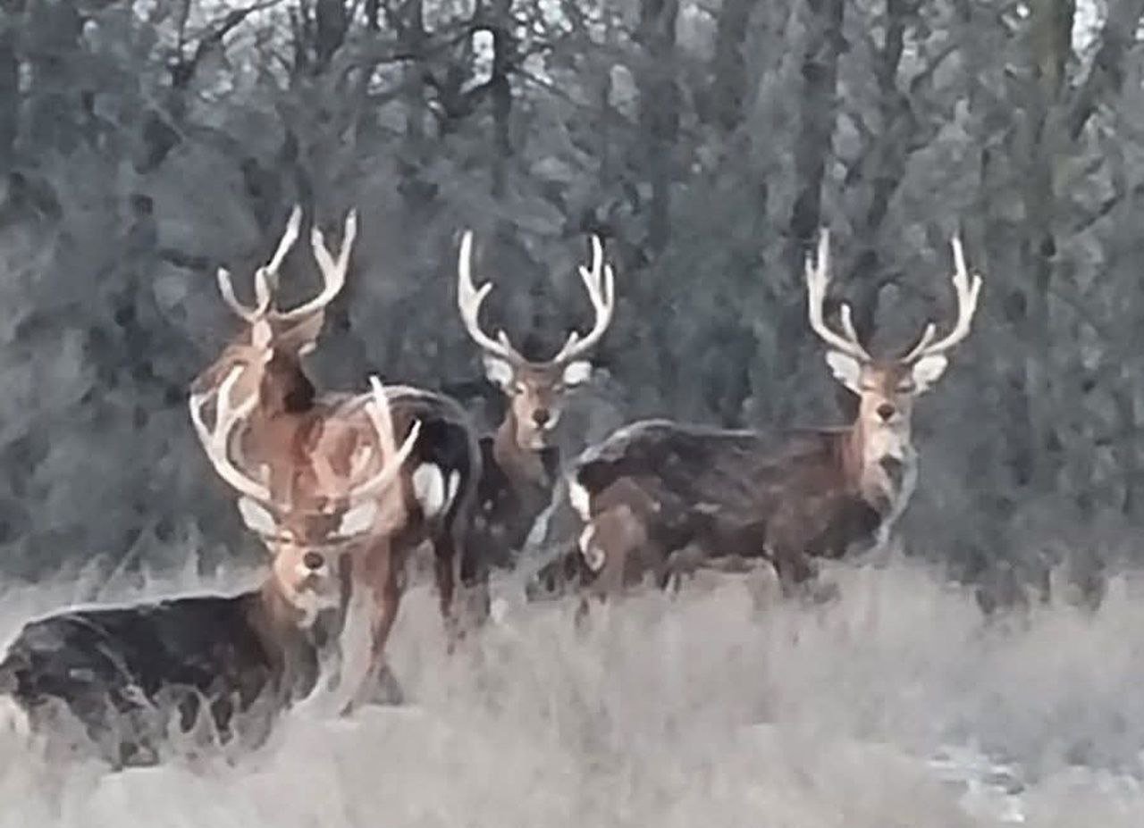 Олені в заповіднику