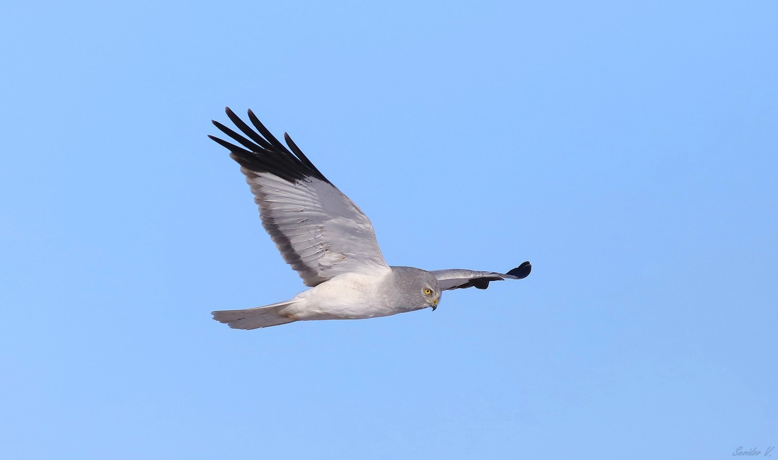 На Днепропетровщине заметили редкую хищную птицу