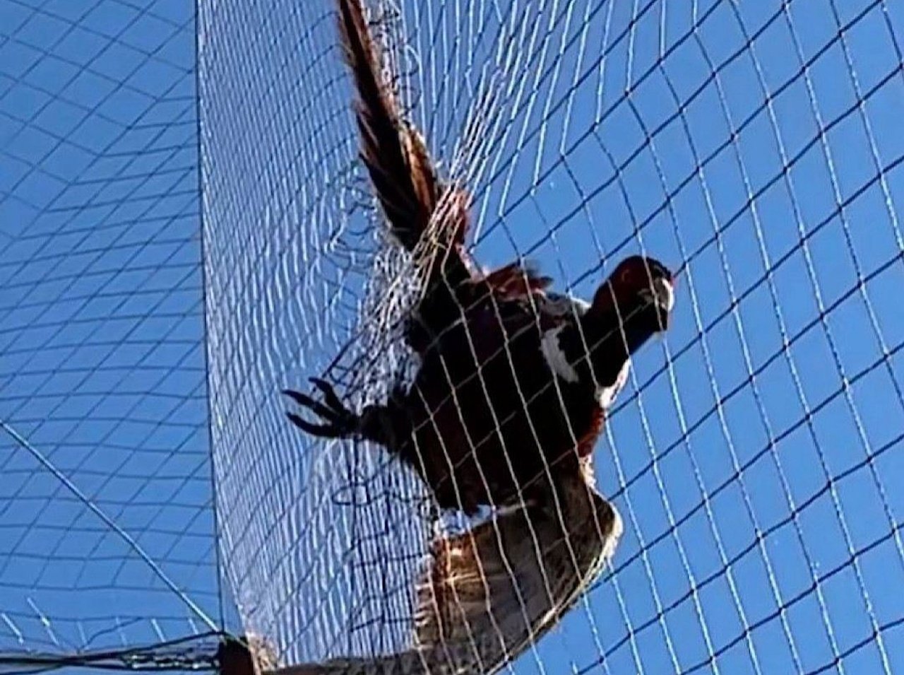 Фазан заплутався у сітці