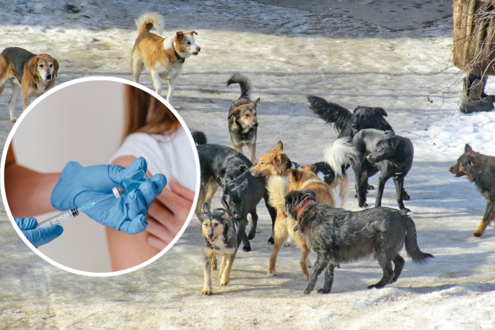 У Самарівському районі понад 50 людей звернулися до лікарів через ризик сказу