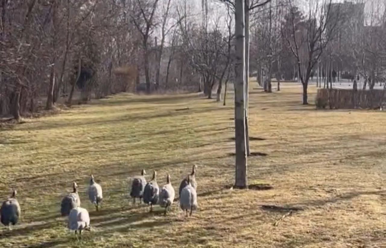 Цесарки в Днепре