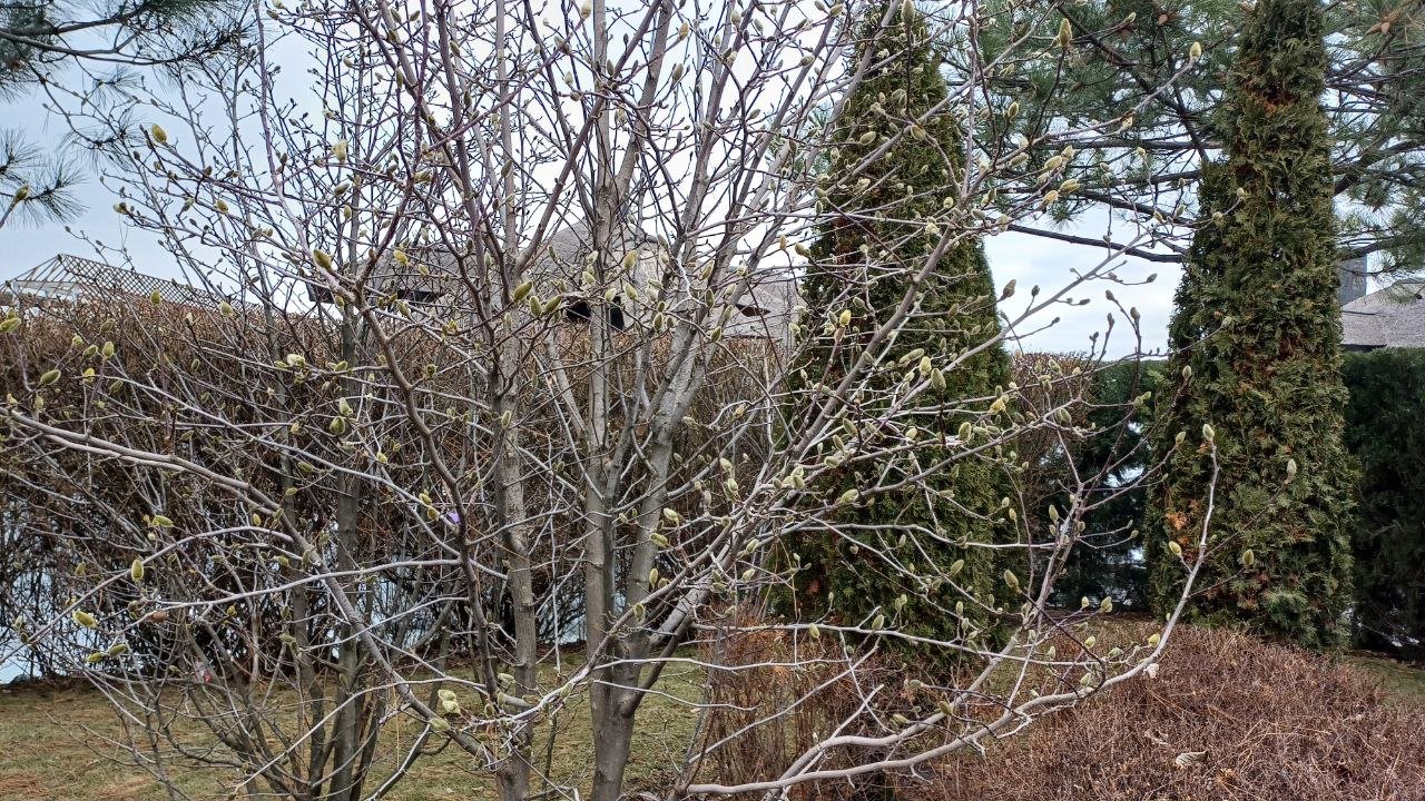У Дніпрі вкрилися бруньками перші магнолії: фото