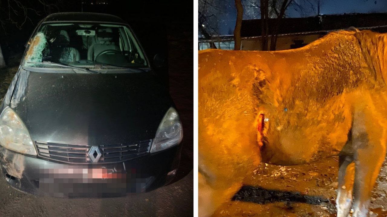 раненая лошадь и машина