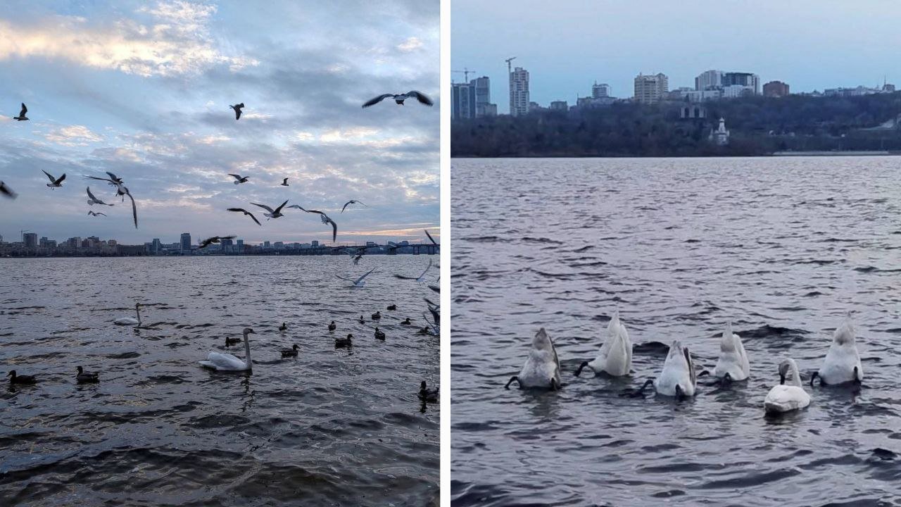 Лебеді у Дніпрі