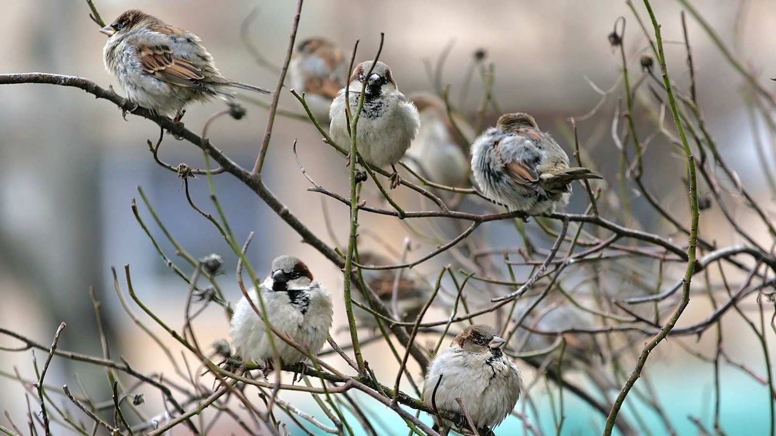 Яке свято 7 березня, прикмети дня та у кого іменини