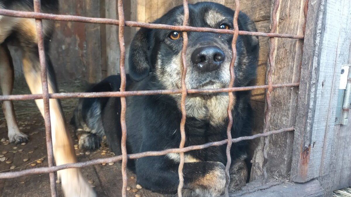 В Никополе в результате российских обстрелов поврежден приют для животных