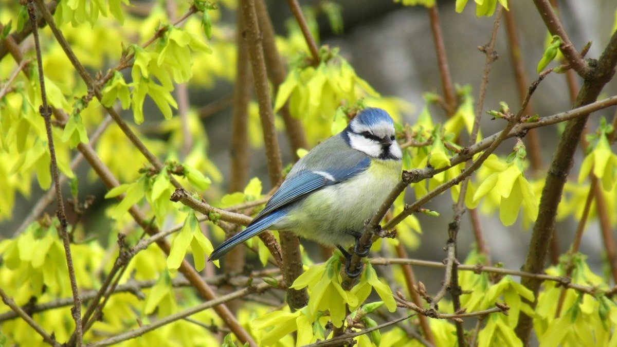 Какой праздник отмечают 8 марта: традиции, приметы и день ангела