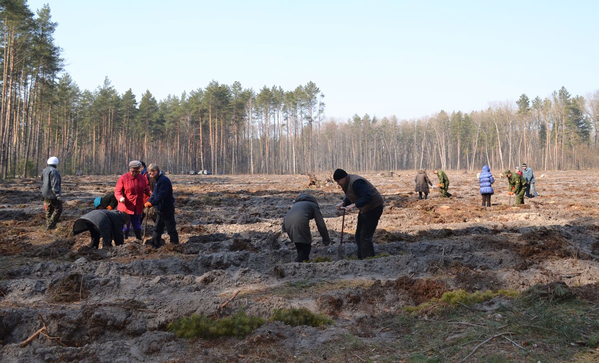 На Дніпропетровщині цієї весни висадять понад 4 млн молодих дерев