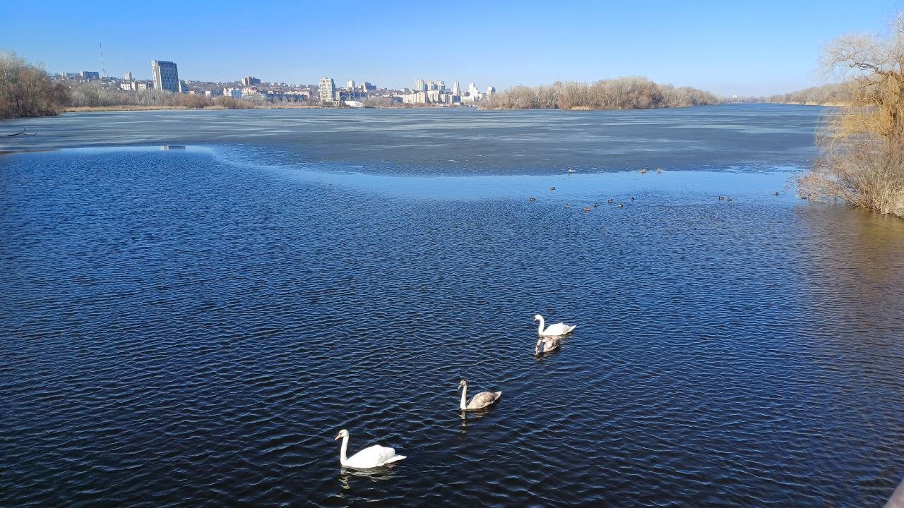 На Победе на косе погиб лебедь: мог умереть от хлеба