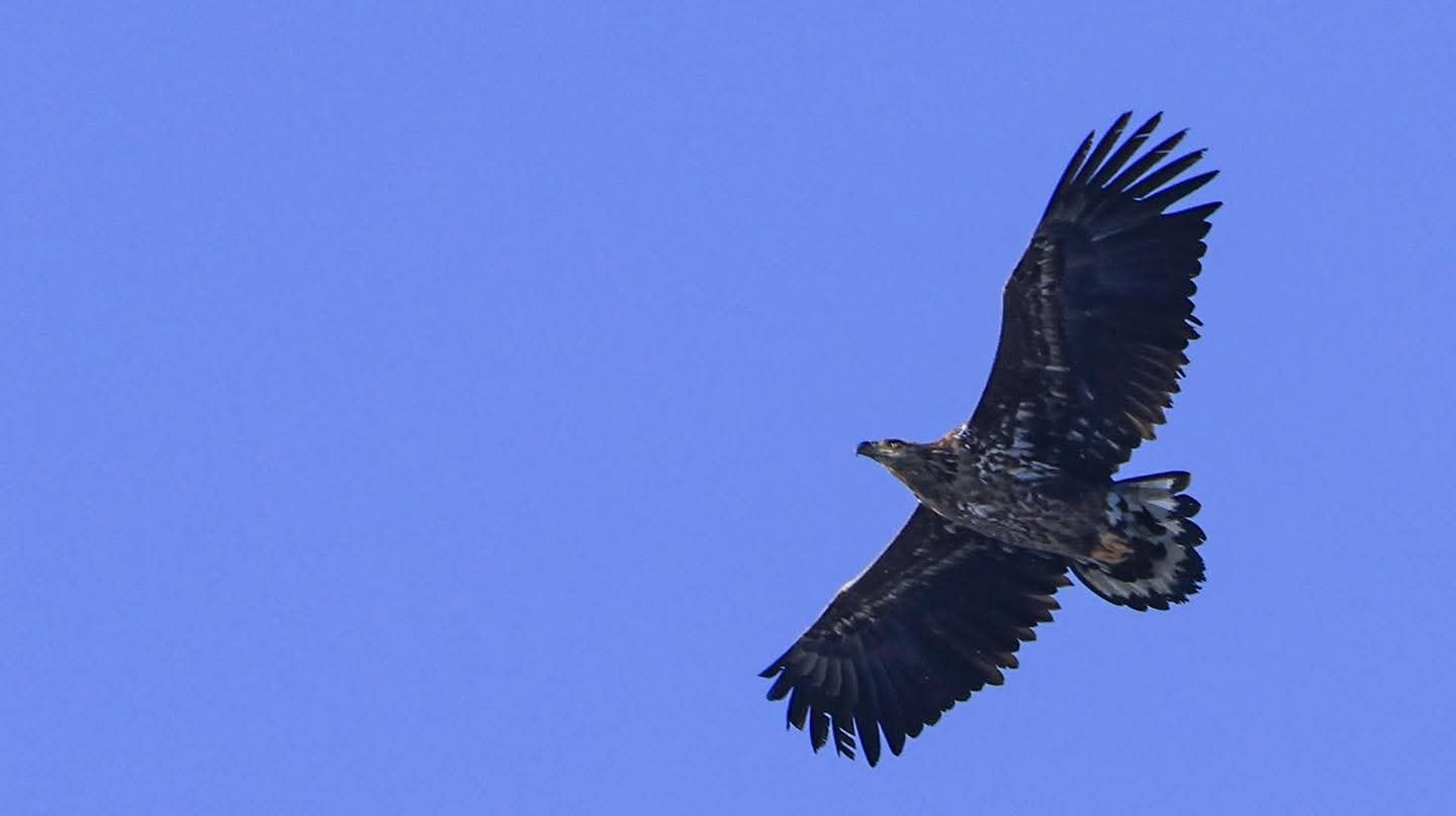 Орлан-білохвіст 