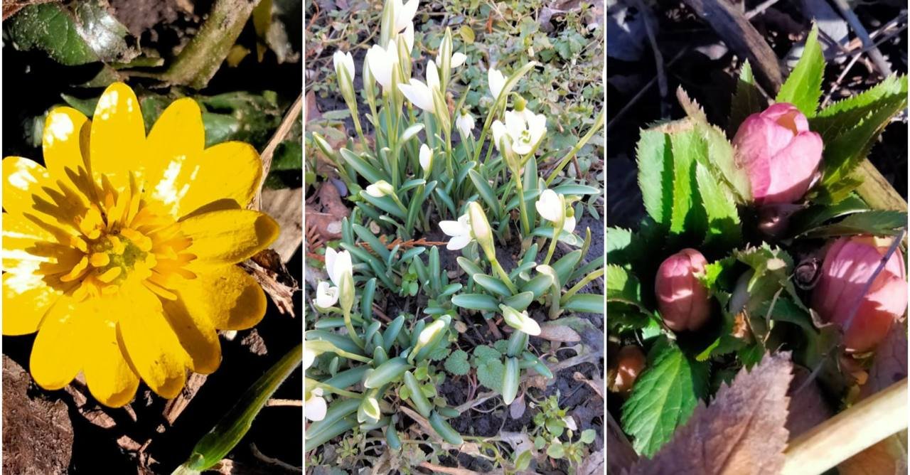 У ботсаду Дніпра квітнуть перші підсніжники та отруйний морозник: фото