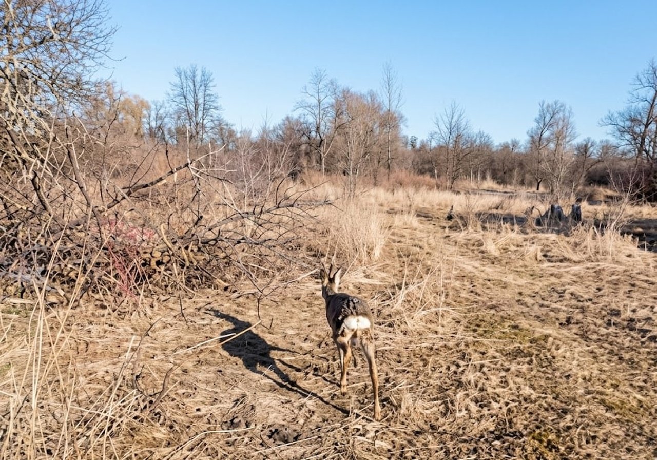 Врятований олень