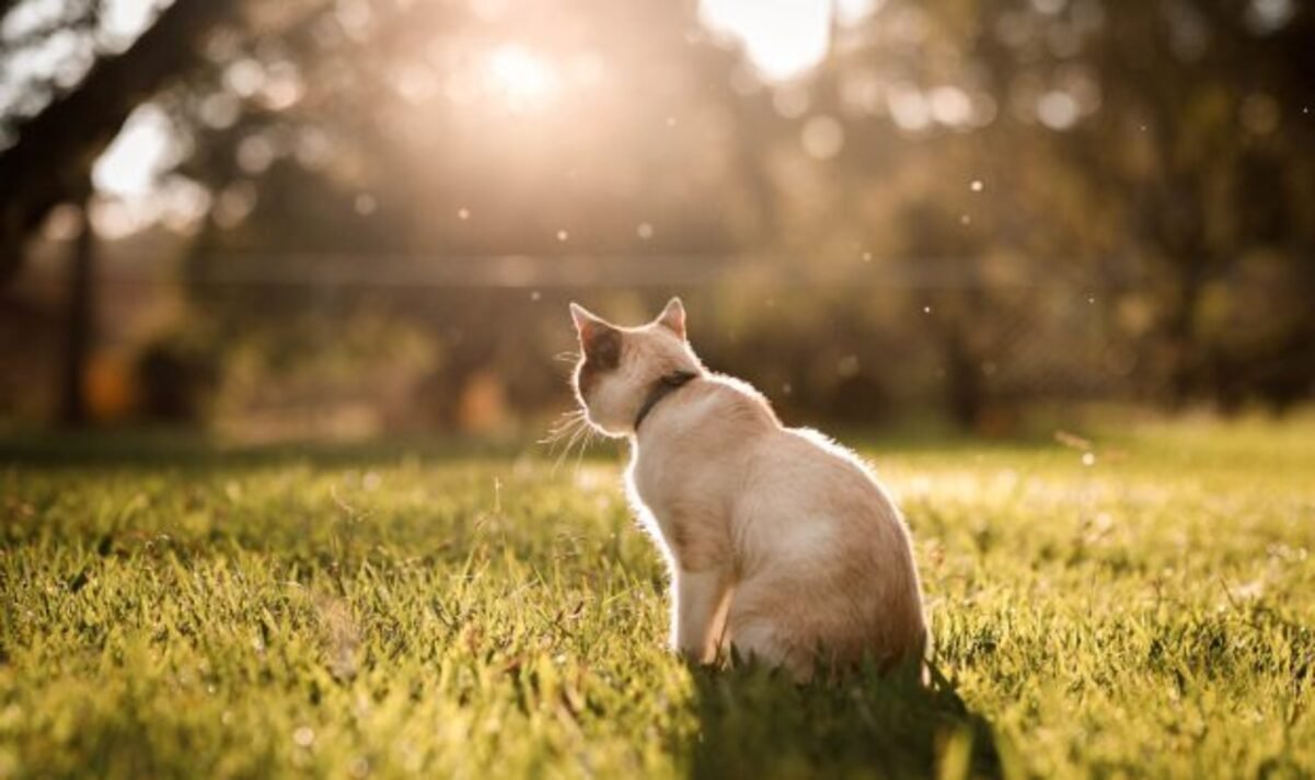 До +15° и без осадков: какой будет погода в Днепре 11 марта