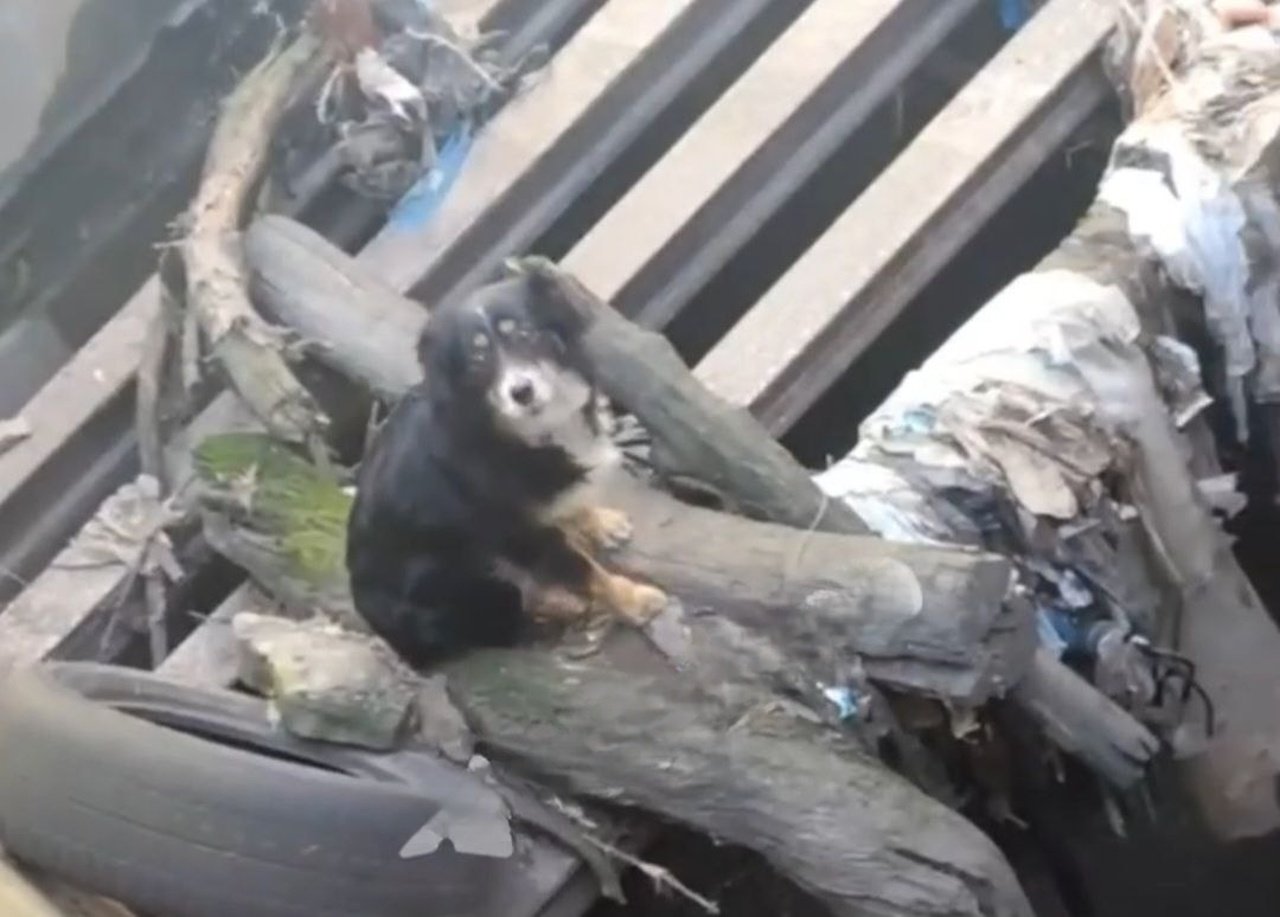 Собак врятували з колектор