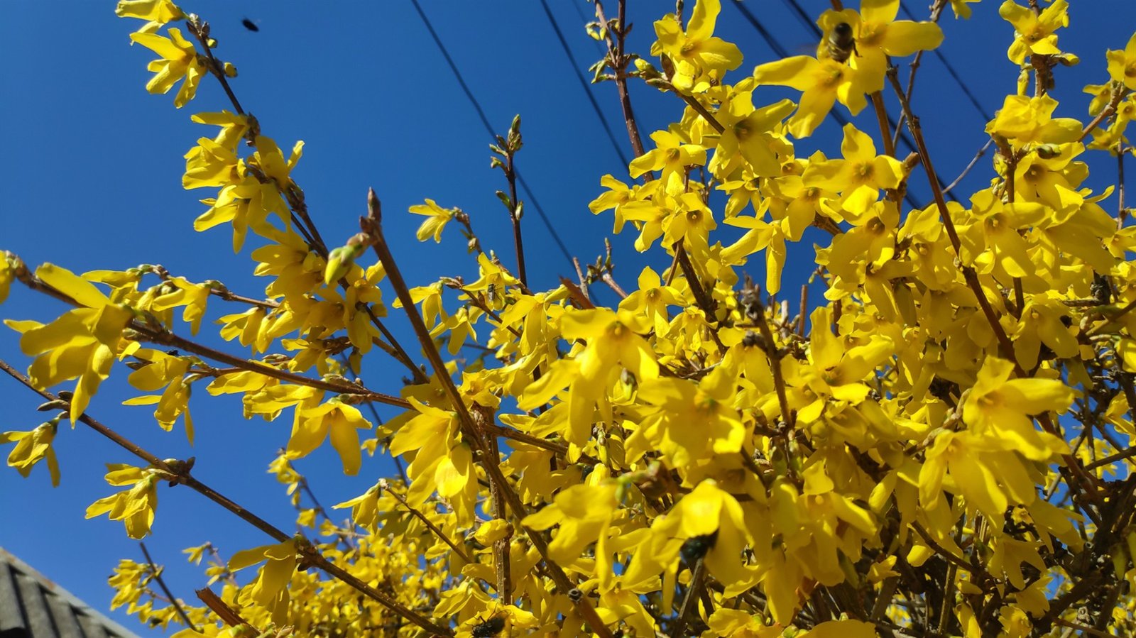 Церковный праздник и государственная дата: что украинцы отмечают 14 марта