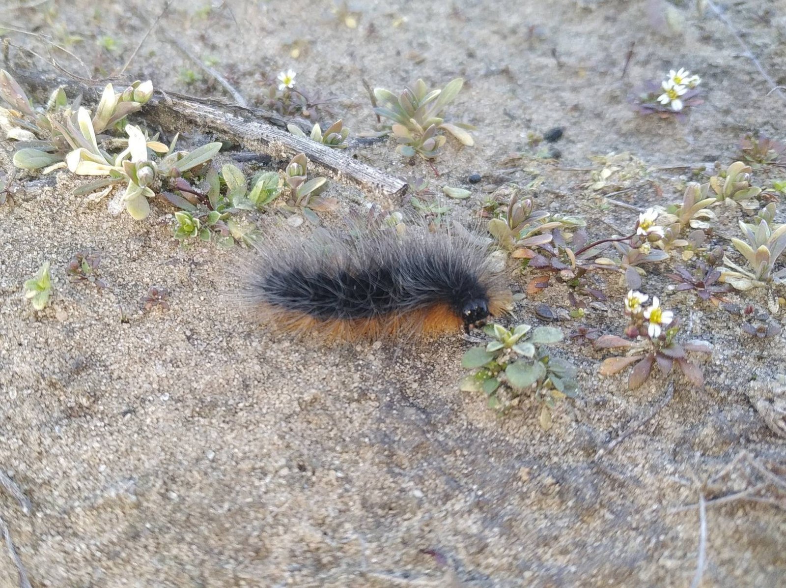 В степях Днепропетровщины заметили редкую пушистую гусеницу