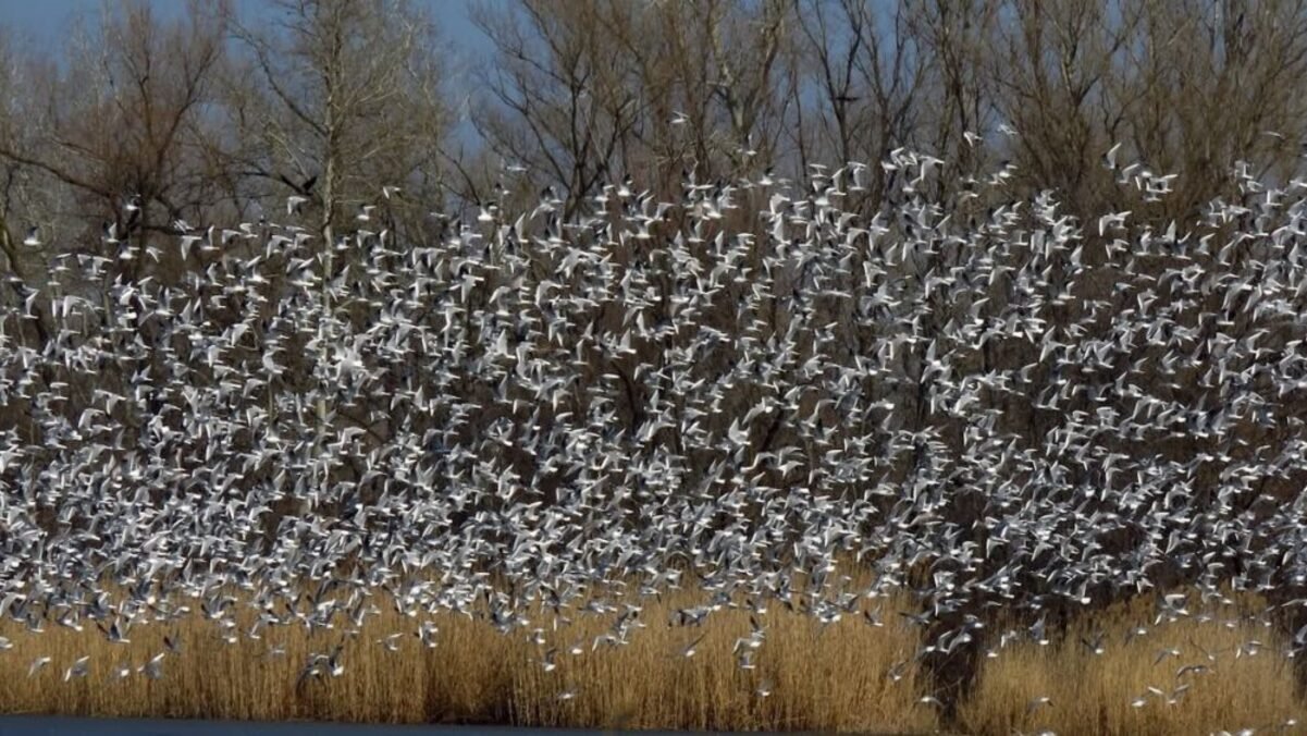 В Днепре сотни мартинов устроили удивительное шоу над рекой: фото