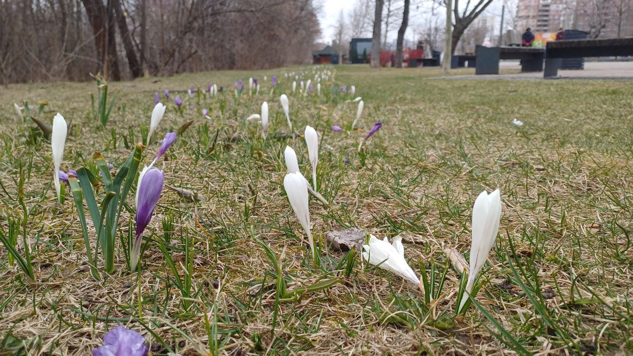 Крокусы