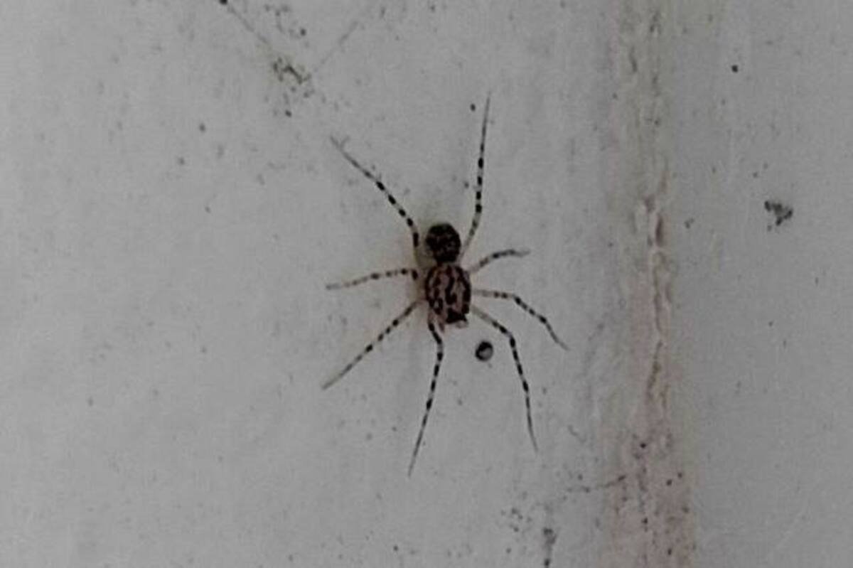 На Дніпропетровщині помітили отруйного павука, який плюється: чи небезпечний він 