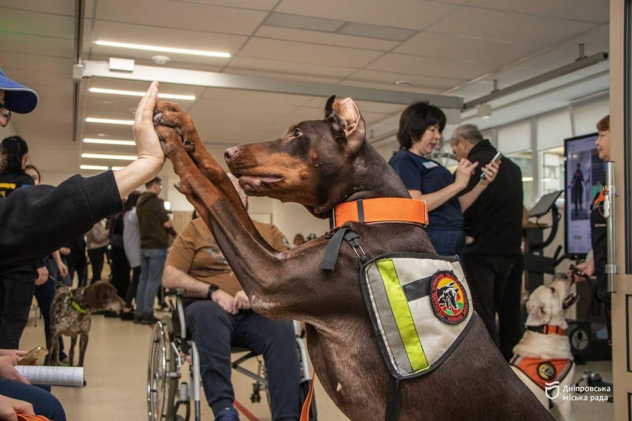 Знайшла понад 170 людей: померла відома собака-рятувальниця з Дніпропетровщини