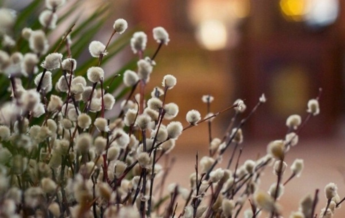 Какой сегодня праздник и кого поздравлять с именинами: 20 марта – все об этом дне