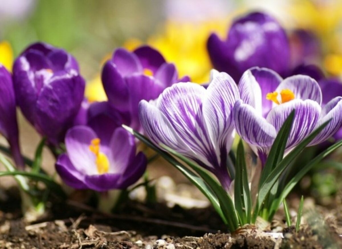 Чому не варто купувати проліски та скільки коштуватиме порушення закону у Дніпрі