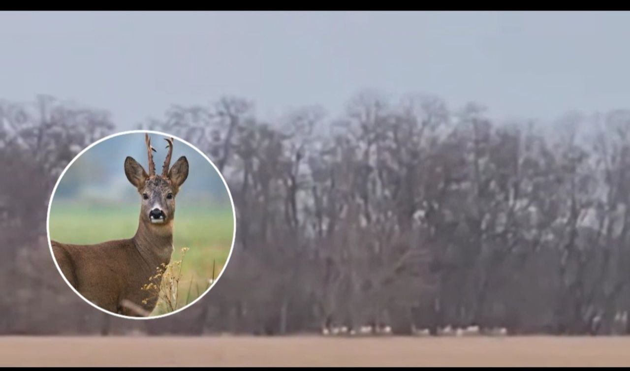 Стадо оленей