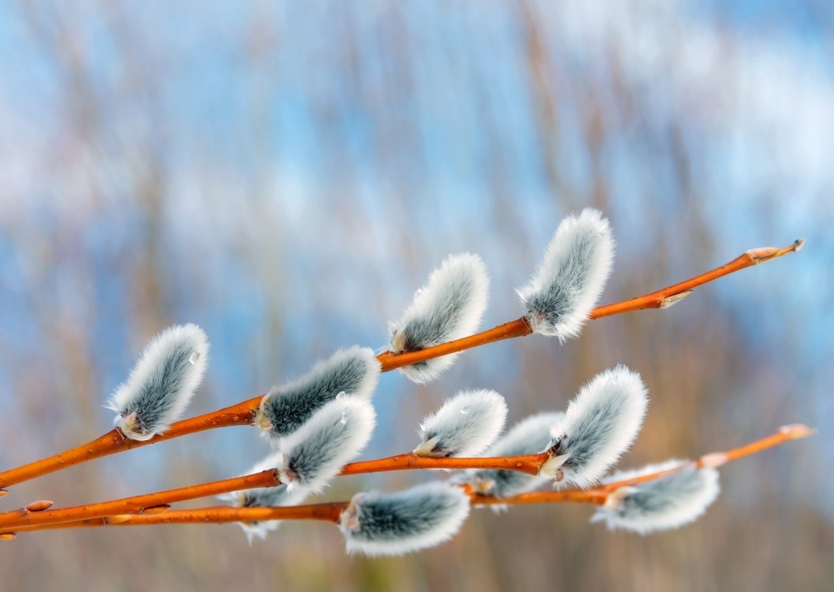 Погода в Днепре 25 марта: ожидается небольшой дождь и до +15