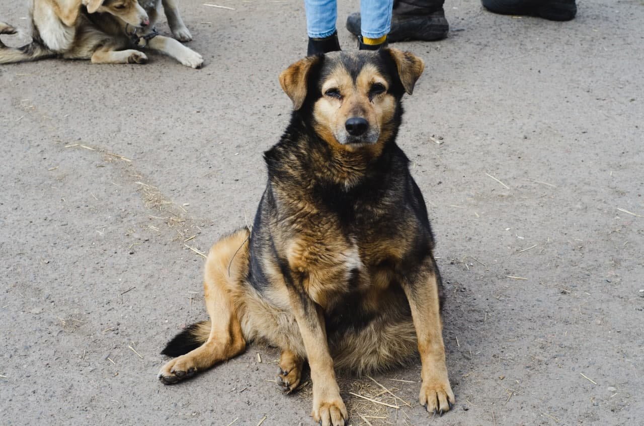 Безпритульні собаки