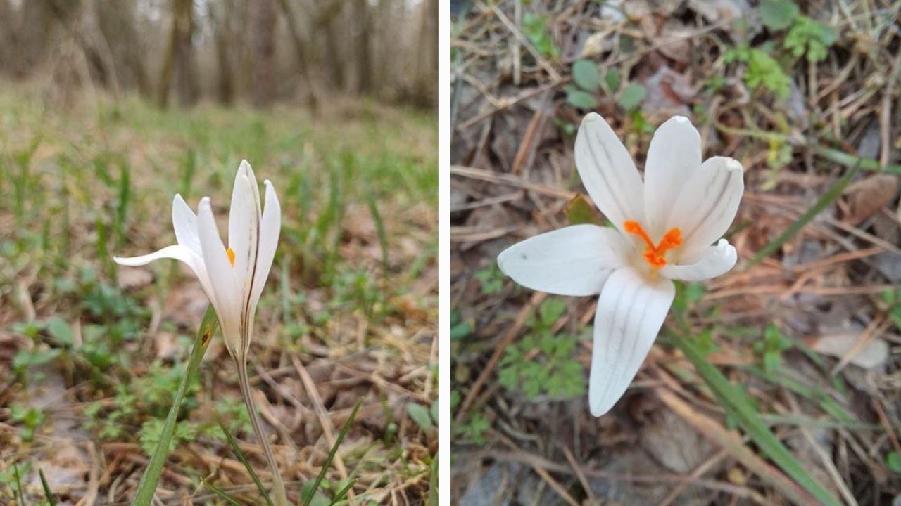 Шафран сітчастий